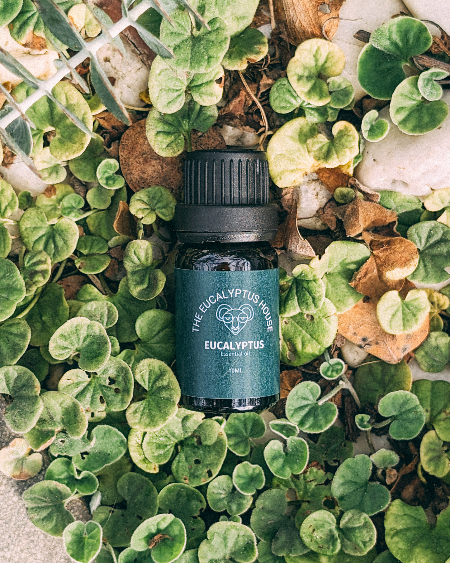 10ml Eucalyptus Original Essential Oil