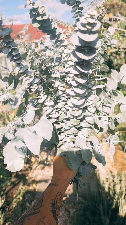 Mixed Eucalyptus Bunch - Christmas Special