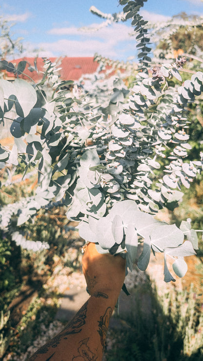 Mixed Eucalyptus Bunch - Christmas Special