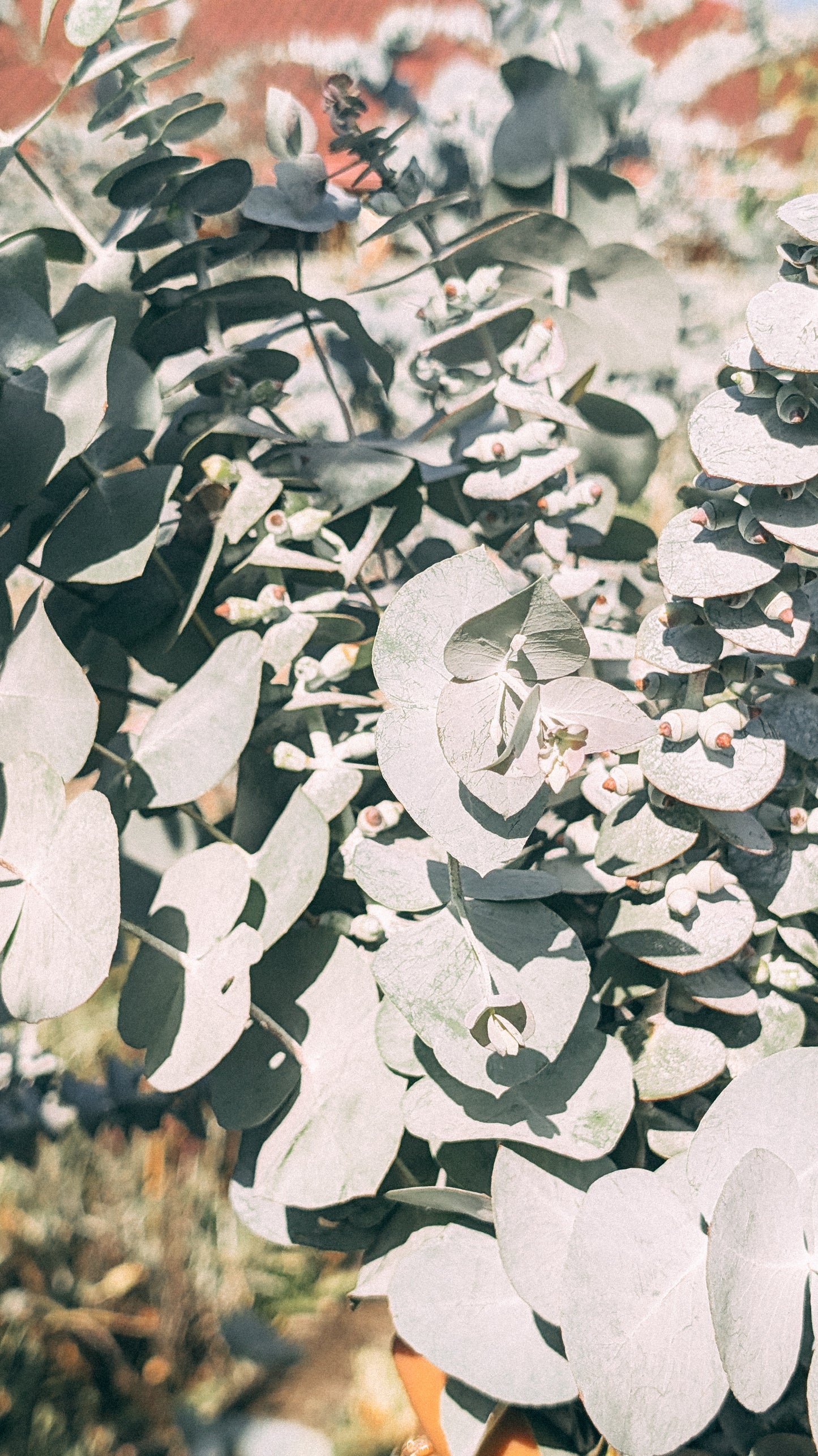 Mixed Eucalyptus Bunch - Christmas Special