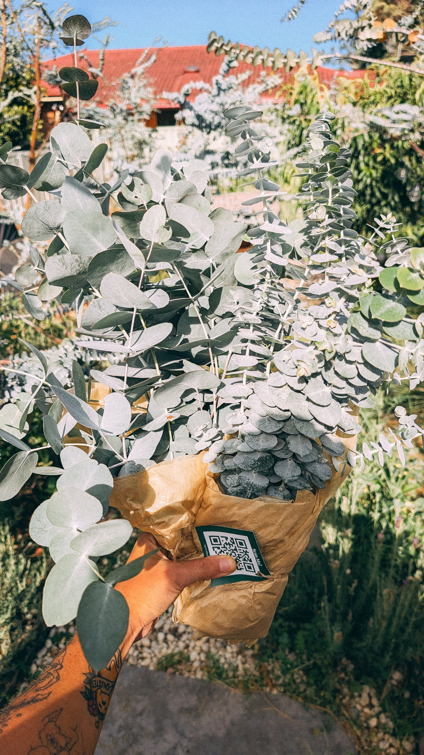 Mixed Eucalyptus Bunch - Christmas Special